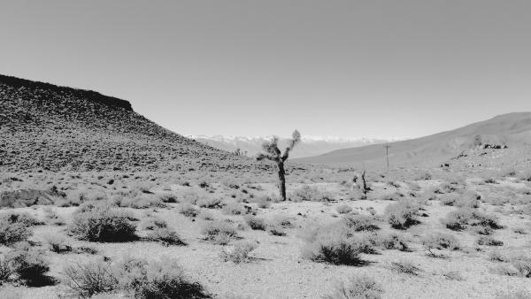 Joshua Tree